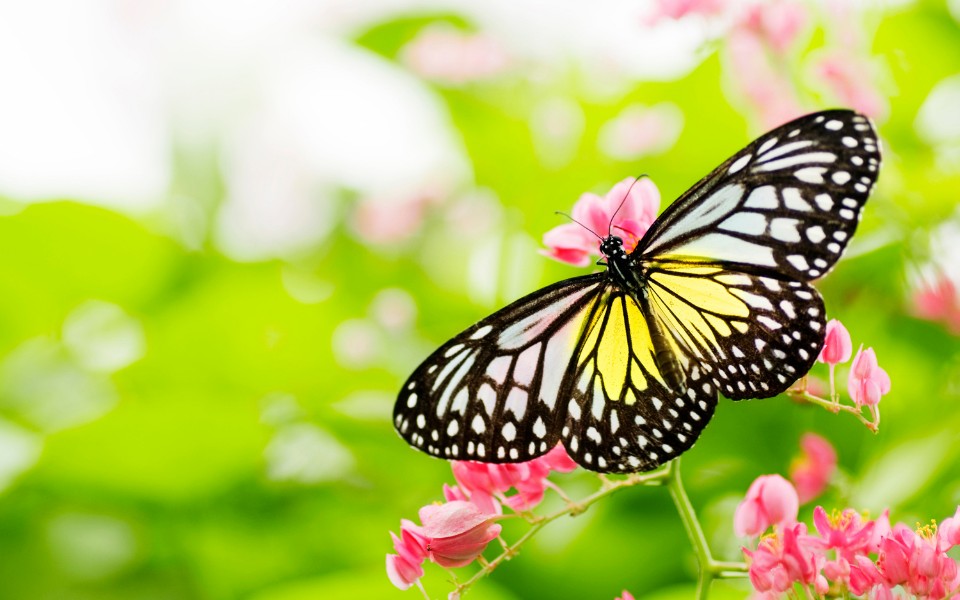 More inspiring butterfly quotes 1